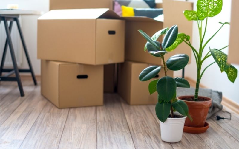 boxes and two plants