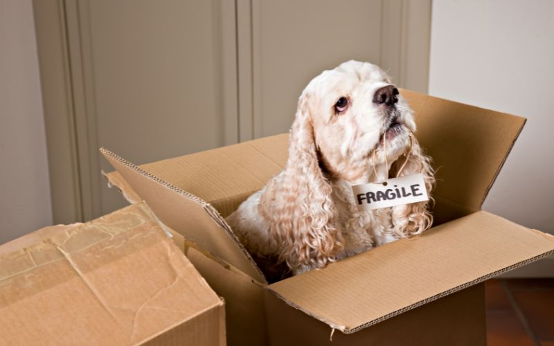 Pet-Friendly Moving: Stress-Free Tips